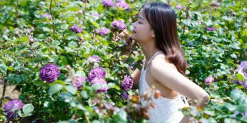 Lễ hội hoa hồng lớn nhất Tây Bắc sắp diễn ra tại Sun World Fansipan Legend